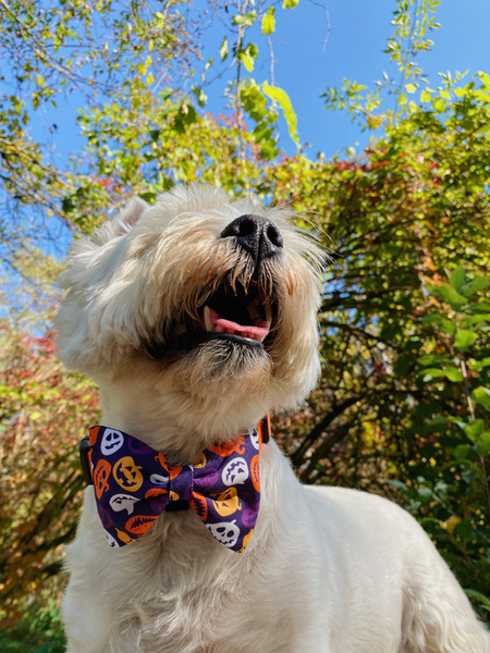 Halloween Dog Bow Tie Cat Pet, Terrible Pumpkin, Psiakrew