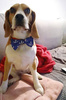 Dog Bow Tie Marinero Psiakrew Pet Bow Tie, Bowtie, Collar Attachment