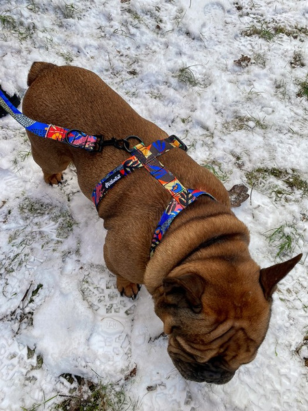 Hundegeschirr Buntes Dickicht Psiakrew, mittlere und größere Hunde, 2,5 cm Gurtband, schwarze Beschläge