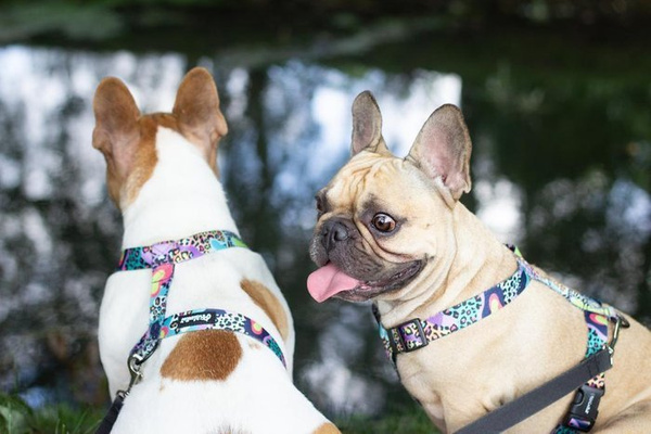 Harness for Dog, Model Crazy Leopard Guard Harness, black extras