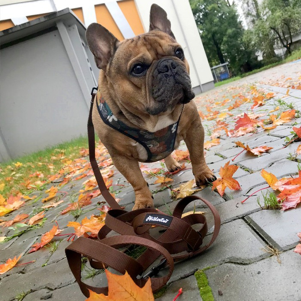 Brązowa Smycz miejska dla małego Psa, szerokość 2 cm, karabińczyk czarny 7 cm