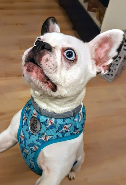 Dog Harness Sharks, Always Feeling Cool, Super Soft Psiakrew