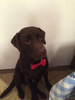 Dog Bow Tie Amor