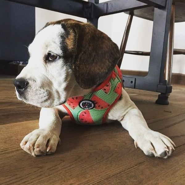 Dog Harness, Always Feeling Cool, Super Soft Psiakrew Watermelon