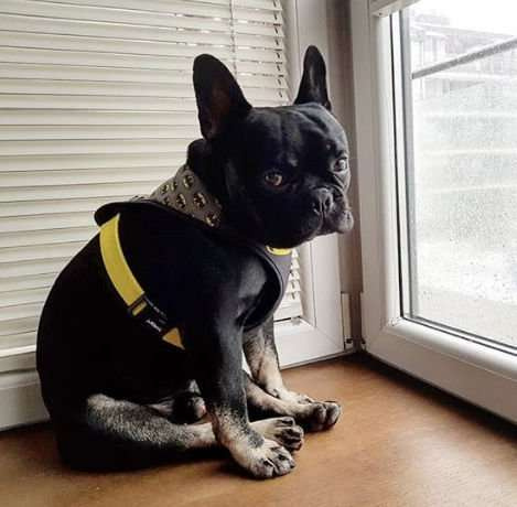 Dog Harness Bat Dog, Always Feeling Cool, Super Soft Psiakrew black extras