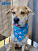 Double-sided bandana for Dog Spotted Cow, scarf with a tunnel for the collar Psiakrew