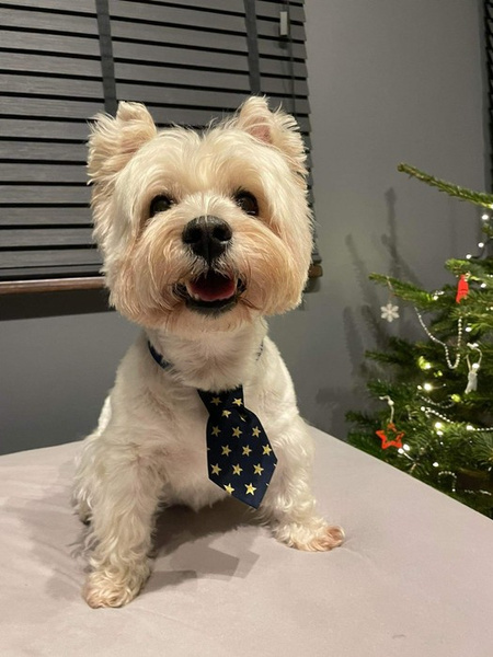 Navy blue Christmas tie with gold stars for a dog Psiakrew