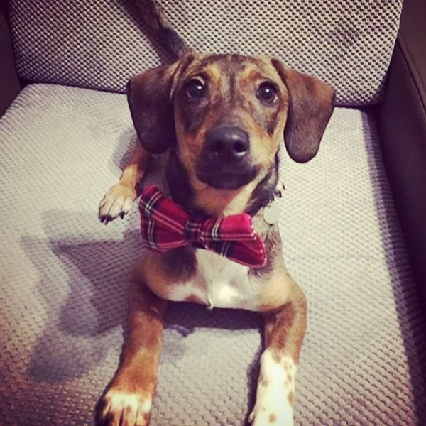 Christmas Bow Tie for Dog Cat Pet- Tartan