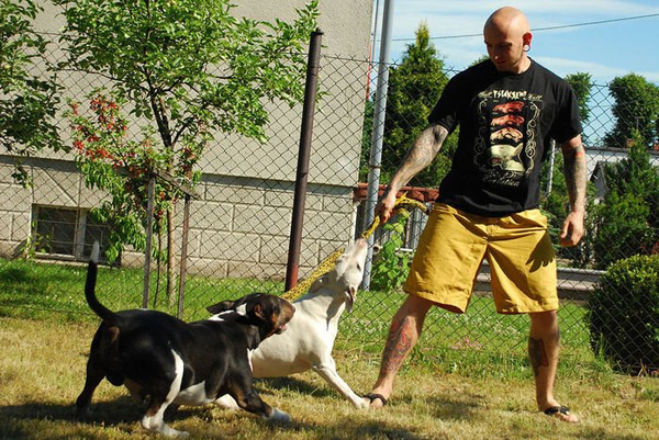 T-shirt Bull Terrier Evolution Psiakrew