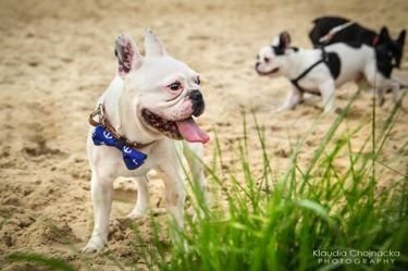 Dog Bow Tie Marinero Psiakrew Pet Bow Tie, Bowtie, Collar Attachment