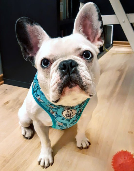 Dog Harness Sharks, Always Feeling Cool, Super Soft Psiakrew