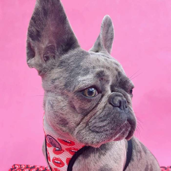 Dog Harness Lipstick Pink, Always Feeling Cool, Super Soft Psiakrew