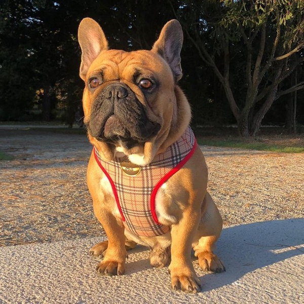 Dog Harness Dogberry, Always Feeling Cool, Super Soft Psiakrew