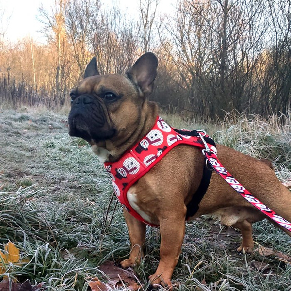 Christmas Gift for Dog, Harness, Always Feeling Cool, Super Soft Psiakrew Snowman