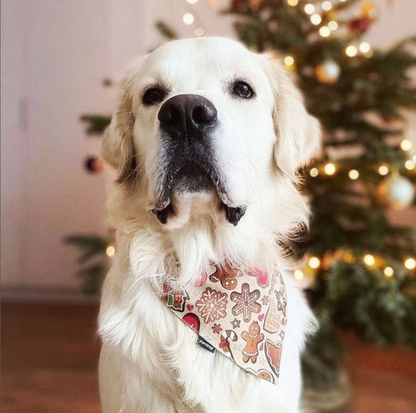 Premium Hundehalstuch Zimt Lebkuchen-Taschentuch zum Binden um den Hals Ihres Haustieres