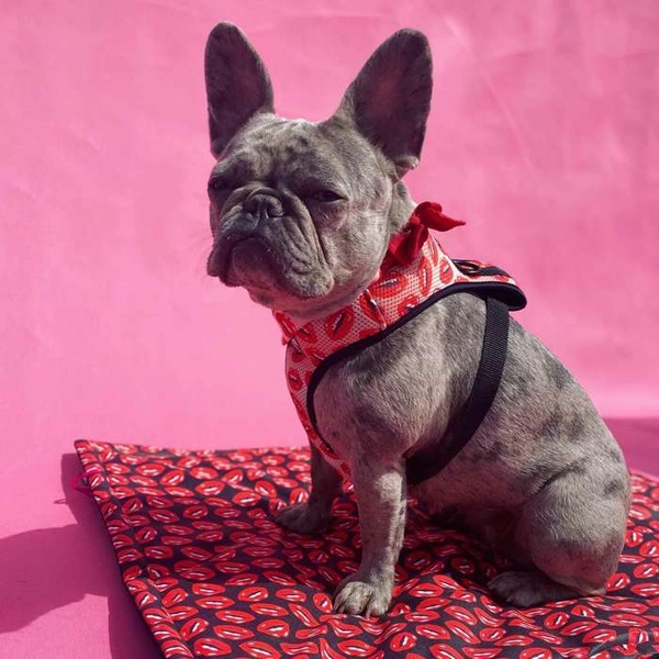 Szelki dla Psa Lipstick Pink bezuciskowe Wygodne Ultramiękkie Psiakrew