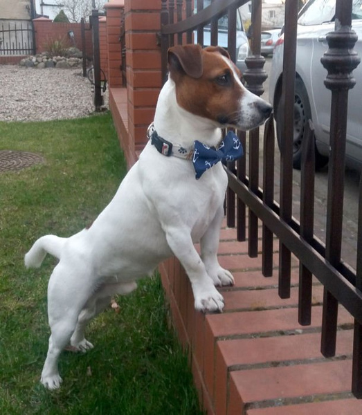 Dog Bow Tie Marinero Psiakrew Pet Bow Tie, Bowtie, Collar Attachment