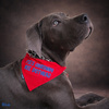 Bandana with the name of the Dog Psiakrew, personalized tied handkerchief, red bandana scarf