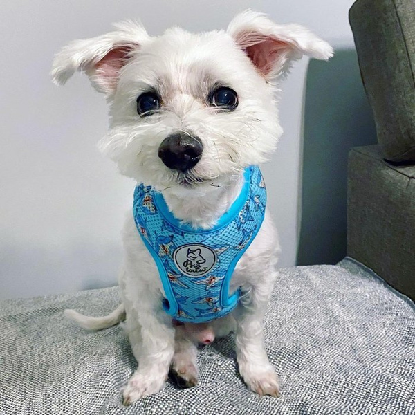 Dog Harness Sharks, Always Feeling Cool, Super Soft Psiakrew