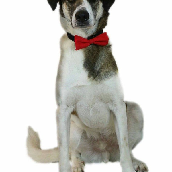 Dog Bow Tie Amor