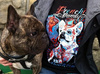 Koszulka Pies Buldog Francuski Dandys, Frenchie Dandy T-shirt damski Psiakrew