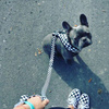 Dog Harness, Always Feeling Cool, Super Soft Psiakrew Checker