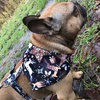 Premium Dog Bandana Deer Calls, handkerchief style to tie around your pet’s neck