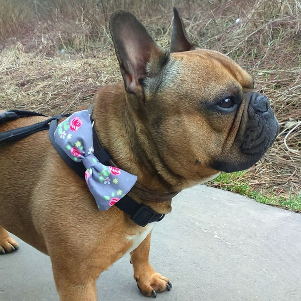 Gray Dog Bow Tie Rosa, Pet Bow Tie, Bowtie, Collar Attachment