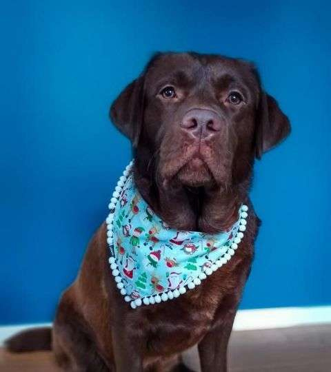 Santa Claus Dog Bandana handkerchief style to tie around your pet’s neck