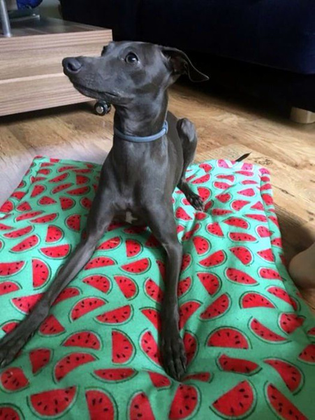 Premium Mat Plaid Blanket for the dog, Watermelon Psiakrew Design