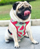 Dog Harness, Always Feeling Cool, Super Soft Psiakrew Watermelon