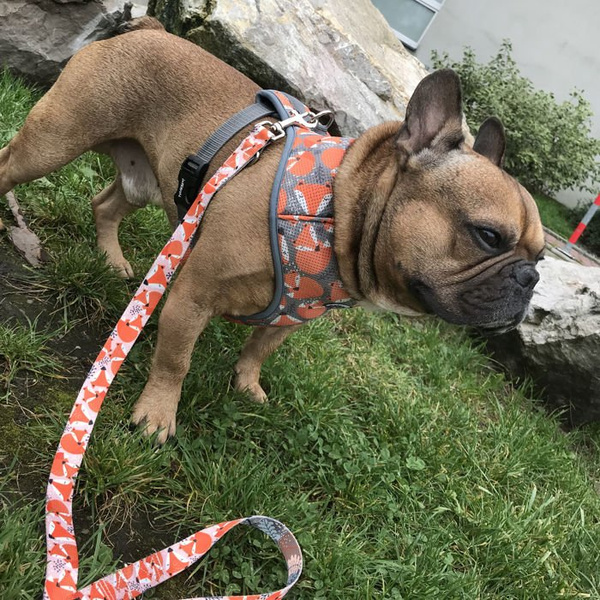 Dog Harness Foxy Lady, Always Feeling Cool, Super Soft Psiakrew