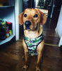 Dog Harness, Camo, Always Feeling Cool, Super Soft Psiakrew