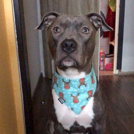 Premium Hundehalstuch Rudolf Rentier-Taschentuch zum Binden um den Hals Ihres Haustieres