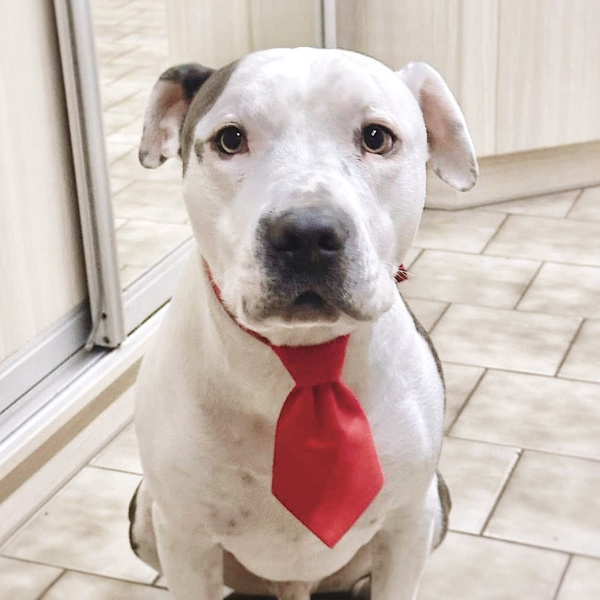 Rote Weihnachtskrawatte für einen Hund Psiakrew