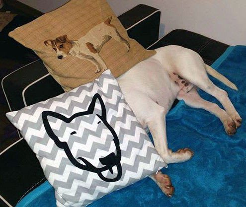 Chevron Decorative pillow with Bull Terrier