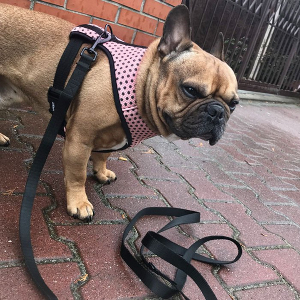 Dog Harness Dotty Dots, Always Feeling Cool, Super Soft Psiakrew