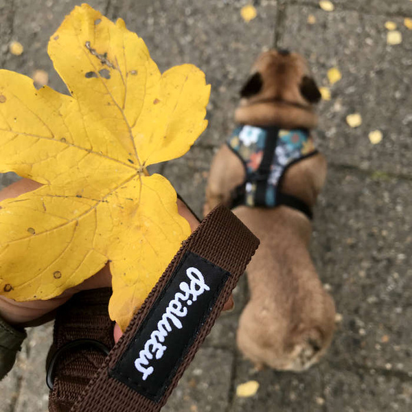 Brown Dog Leash width 2 cm 0.78 ", black extras