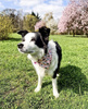 Premium Dog Bandana Llama handkerchief style to tie around your pet’s neck
