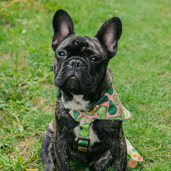 Guard Harness for Dog Guacamole Time Psiakrew, black extras