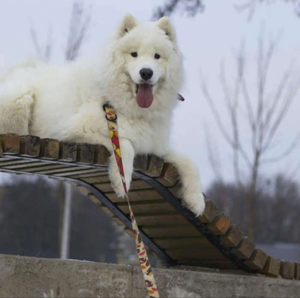 Dog Leash Día de los Muertos width 2.5 cm, 1"  wide, snap hook black 8cm