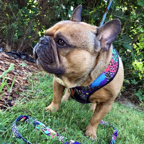Dog Harness Crazy Leopard, Always Feeling Cool, Super Soft Psiakrew