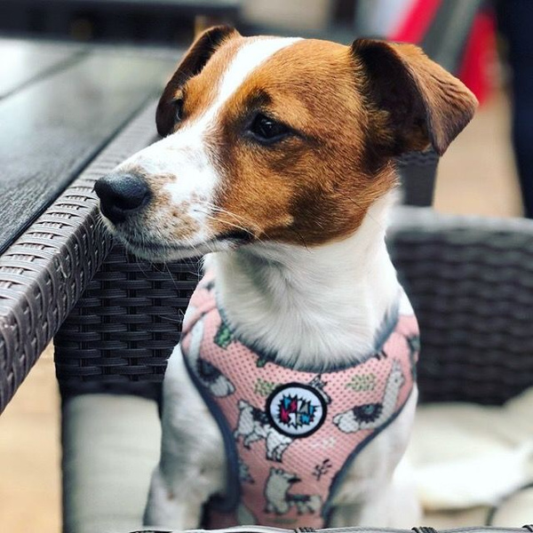 Dog Harness, Always Feeling Cool, Super Soft Psiakrew Lama