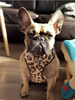 Dog Harness, Tarzan panthera pattern, Always Feeling Cool, Super Soft Psiakrew 