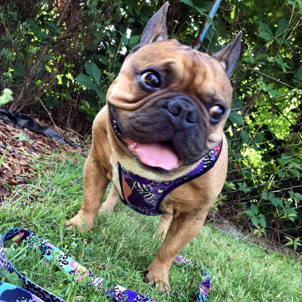 Dog Harness Crazy Leopard, Always Feeling Cool, Super Soft Psiakrew