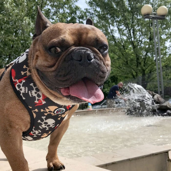 Dog Harness, Always Feeling Cool, Super Soft Psiakrew Pirates