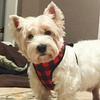 Dog Harness Lumberjack, Always Feeling Cool, Super Soft Psiakrew
