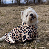 Dog Hoodie Leopard Psiakrew