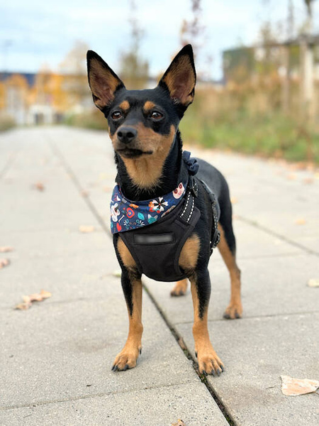 Dog Bandana Día de los Muertos handkerchief style to tie around your pet’s neck