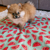 Waterproof Mat for the dog, puppy, cat, Watermelon Psiakrew Design